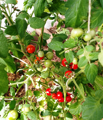 Семена томата Пуговка/ *нов 2025