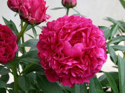 Пион Канзас (Kansas)