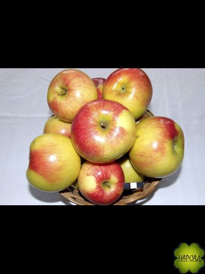 Яблоня "ВАВИЛОВСКОЕ" (саженцы 1,5 года, карликовый подвой)