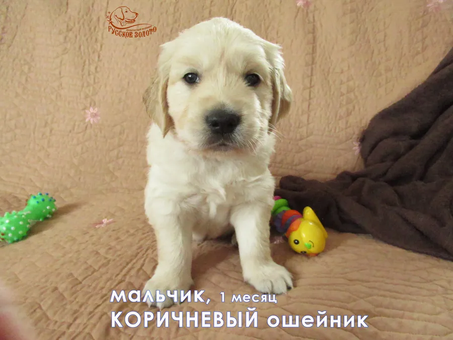 1 месяц. Мальчик с КОРИЧНЕВЫМ ошейничком