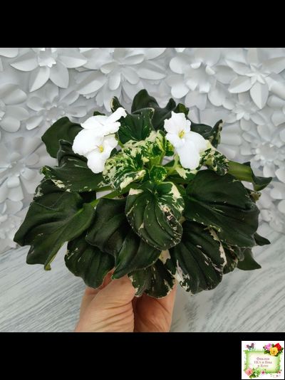 LV-Девятый Вал (Л. Шевелева) 2024 г. трейлер (пестролистный клакамас)