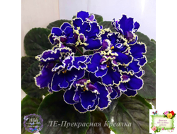 ЛЕ-Прекрасная Креолка (Е. Лебецкая) 2009 г