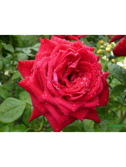 Бургунд (Burgund 81 (KORgund, Loving Memory, Red Cedar, The Macarthur Rose)) роза, ЗКС