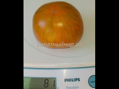 Томат гном Полосатый Джереми (Dwarf Jeremy’s Stripes), США