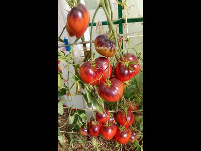 Томат Сержант Пеппер (Sgt Peppers ), США