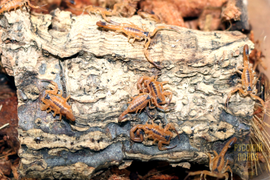 Скорпион Титус стигмурус, Тityus stigmurus