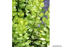 Барбарис Тунберга Powwow - фото листвы - красовский-сад.рф