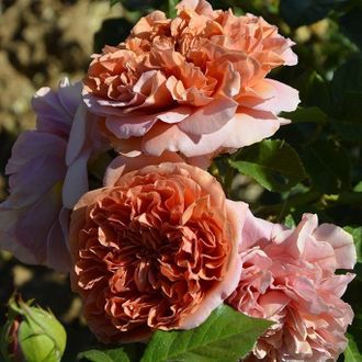 Белль Д&#039; Анжу (Belle D&#039;Anjou) роза