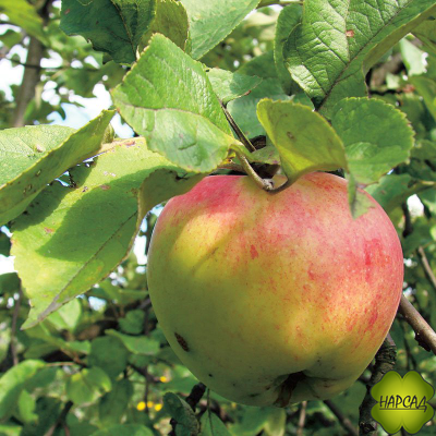 АНТОНОВКА ДЕСЕРТНАЯ (саженец 2 года, полу-карлик)
