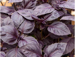 Базилик Ред рубин