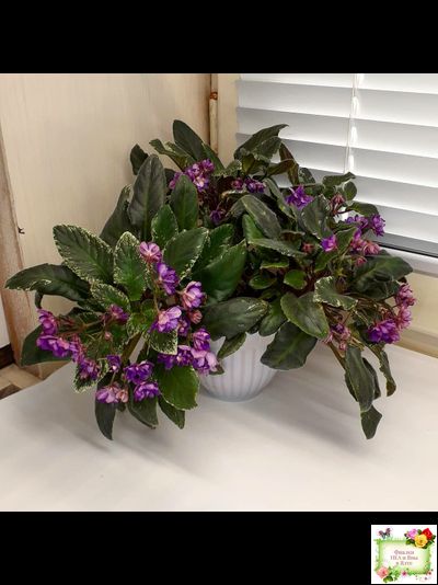 Senk's Azalea Trail (R.Follett/D.Senk) (9845) 01/30/2008 трейлер