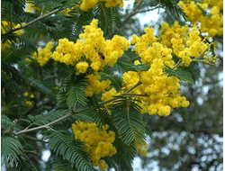 Мимоза (Acacia dealbata) абсолю 50% в ДПГ, Тунис, 5г