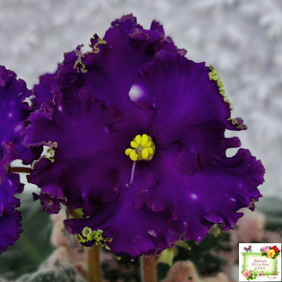 МТ-Моя Вселенная (М. Тотиева) 2023 г.