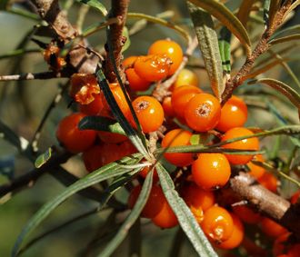 Облепиха масляный экстракт