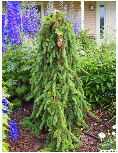 Ель Инверса - Фото на участке - красовский-сад.рф