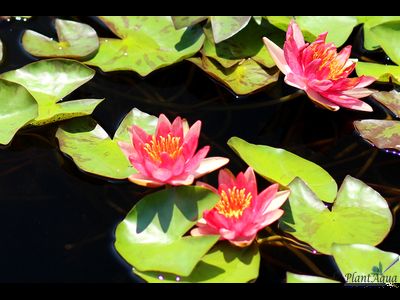 Нимфея Фибэс