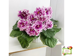 ВаТ-Агат Розовый (Т. Валькова) 2019 г. (лист посажен 21.09.25)