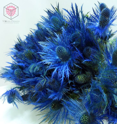 "Лист синеголовника " вайнеры и каттеры