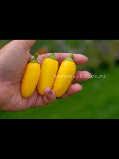 Перец острый Jalapeno NuMex Lemon Spice (Халапеньо Ньюмекс Лимон Спайс), 10 шт