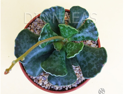 Adromischus Cooperi