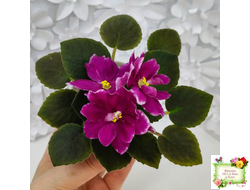 АВ-Последняя Любовь Самурая (Фиалковод) 2021 г.