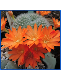 Rebutia edeltraudii RW 66