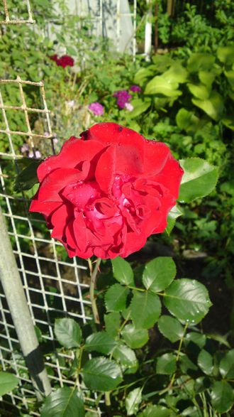 Сантана  (Santana)  клаймбер, Tantau