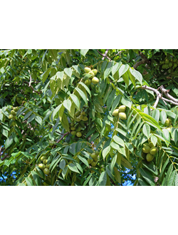 Орех Маньчжурский