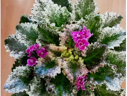 122) Mac's Suset serenade ( полумини)