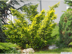 Тис ягодный Элегантиссима - Elegantissima