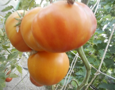 Томат Загадка природы