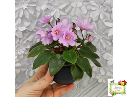 ЛЕ-Розовый Вальс (Е. Лебецкая) 2018 г. трейлер (пасынок сорт посажен 20.10.25)