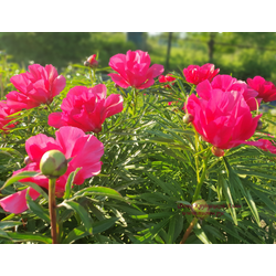 Пион Орлёнок