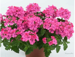 Вербена Vanessa Compact Deep Pink