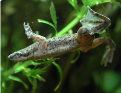 Карликовая лягушка (Hymenochirus curtipes)