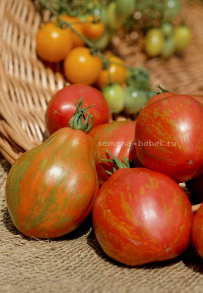 Томат Огненный шар (Palla di fuoco), 10 шт