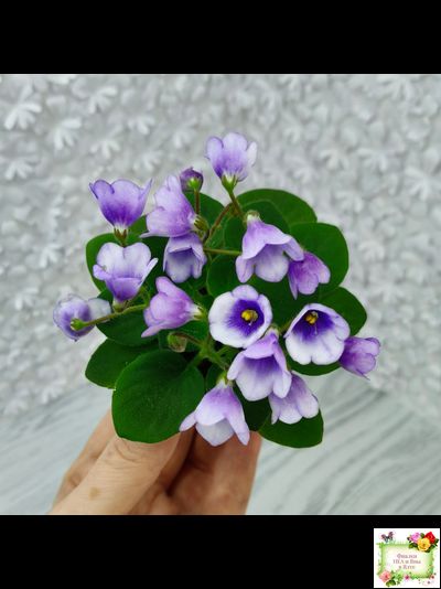 ЛЕ-Котенок Гав (Е. Лебецкая)