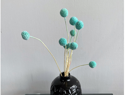 Краспедия тиффани