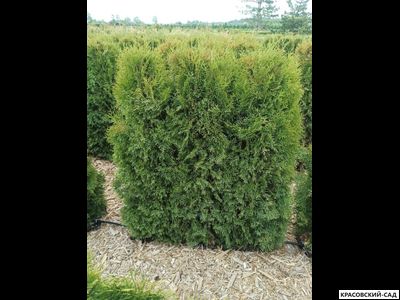 Живая изгородь из туи западной Смарагд - Smaragd