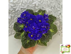 Р-Голубика (В. Зуб) 2023 г.