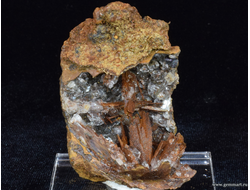 Гипс и псиломелан в полости ракушки. 56*44*35мм