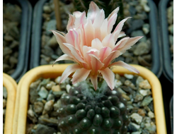 Neochilenia malleolata JN 691 - 10 семян