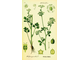 Сельдерей (Apium graveolens) семена 10 мл - 100% натуральное эфирное масло