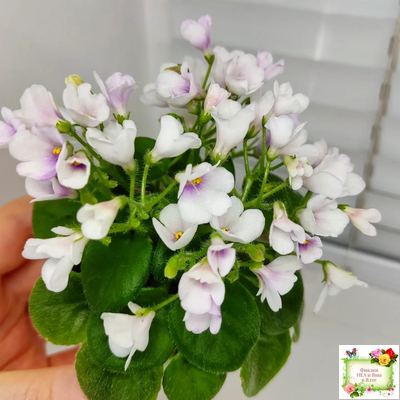 ЛЕ-Котёнок Мяу (Е. Лебецкая) 2016 г.