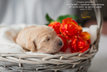 Мальчик с ГОЛУБЫМ ошейничком, 8 дней