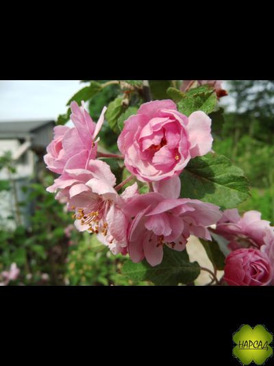 Яблоня декоративная &quot;БРЕНДИ МЭДЖИК&quot; (саженец 3 года) Невероятно красива!