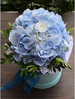 Гортензия в шляпной коробке