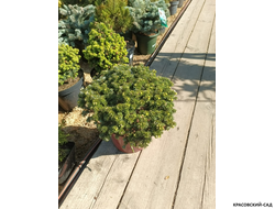 Пихта Бриллиант - Abies koreana Brillant