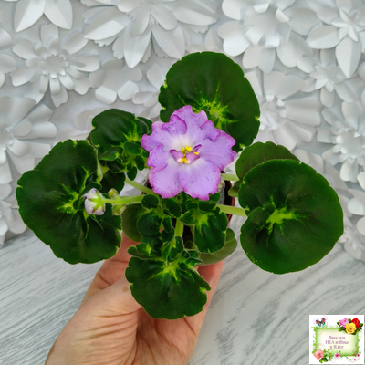 АВ-Девочка с Севера (Фиалковод) 2021 г. (лист посажен 04.09.25)