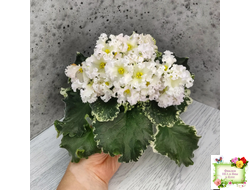 Dn-Macabeo (Д. Денисенко) 2019 г.